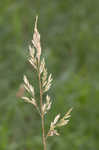 Tall fescue